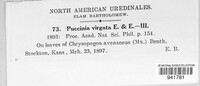 Puccinia virgata image